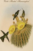 Violet Headed Hummingbird by John Gould - Art Print - £17.29 GBP+