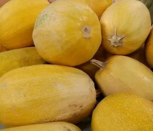 Spaghetti Squash Seeds 20+ Winter Squash Vegetable Non-Gmo Garden - £3.15 GBP