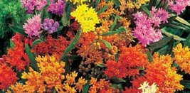 30+ Butterfly Weed Flower Seeds Mix Asclepias Perennial Great Gift - £7.86 GBP