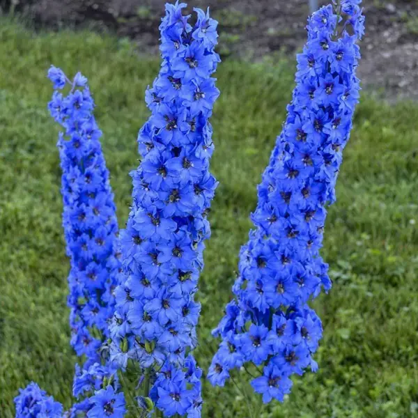 25 Bright Blue Delphinium Seeds Flower Bright Seed Flowers 213 Fresh - £13.82 GBP