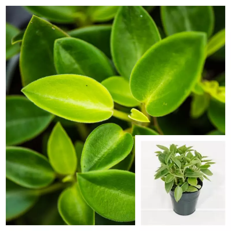 Peperomia Orba 4&quot; Peperomia Pixie Lime Plantpot Plant Rubber Live Plant ... - $18.99