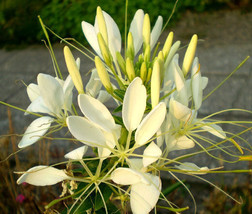 Spider Flower White Queen Cleome Hassleriana 100 Bulk Seeds Fresh - £29.86 GBP