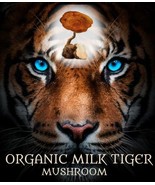 Milk Tiger Mushroom extract capsules (60) CERTIFIED ORGANIC - £14.49 GBP