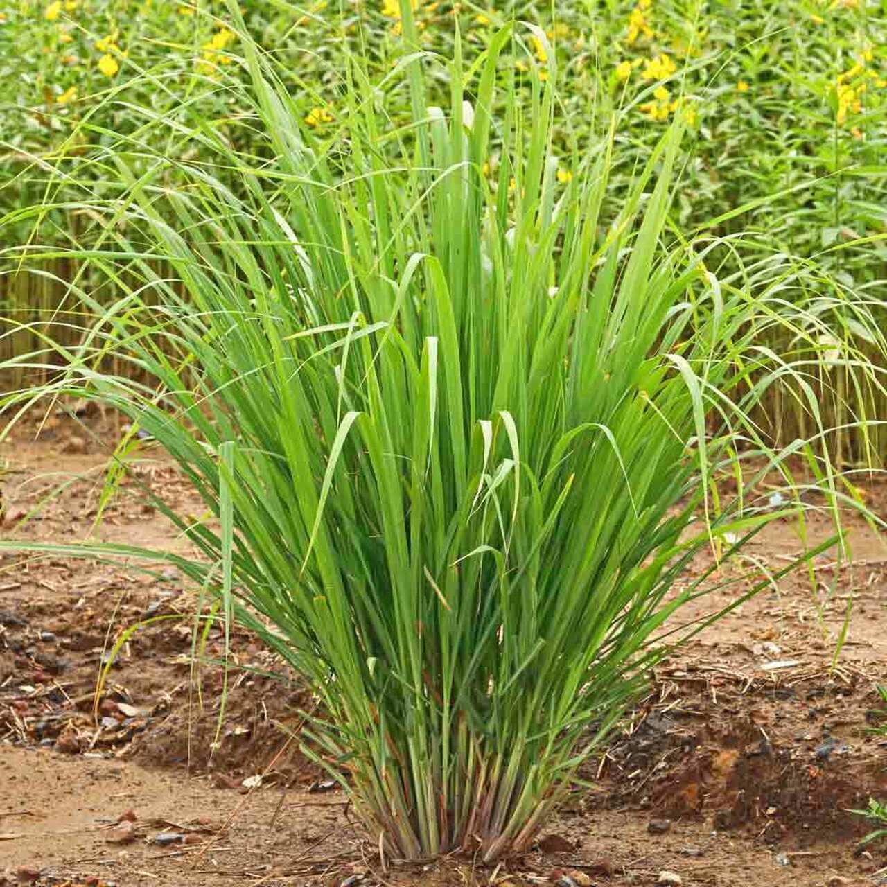 Lemon Grass (Cymbopogon flexuosis) Heirloom 100 seeds Premium Strain Grown in US