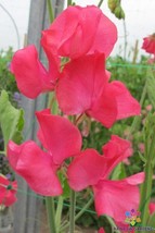 SL 50+ Nozaki Cerise Sweet Pea Seeds For Garden Planting - Usa - ! - $4.73