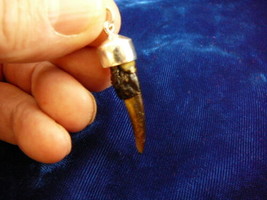 (G175-12) Gator Alligator Claw Toe Silver Cap Jewelry Necklace I Love Gators - £23.10 GBP