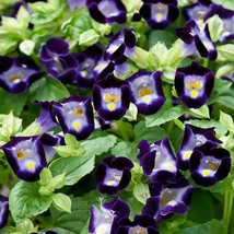 Torenia Kauai Deep Blue Flowers For Wishbone Plants 100 Seeds USA Fast Shipping - $19.99