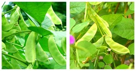 5 Bags (10 Seeds / Bag) of Hyacinth Bean for a Flourishing Garden fresh seeds - £16.77 GBP