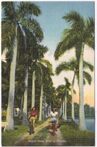 Postcard Royal Palm Trail In Florida - £2.32 GBP