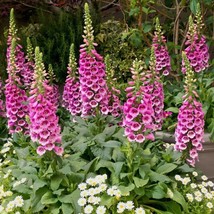 US Seller 1100 Purple Foxglove Seeds Digitalis Purpurea 4 Feet Tall Garden Flowe - £9.01 GBP