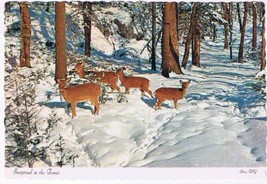 Canada Postcard Whitetail Deer Surprised In The Forest - £1.74 GBP