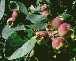 FREE SHIPPING 20 Organic Pre-Stratified Seeds Serviceberry {Amelanchier u.} - £10.35 GBP