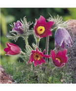 Pasque Flower (Anemone Pulsatilla Vulgaris Red) - 25 seeds - £3.97 GBP