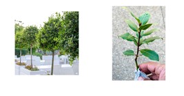 Sweet Bay Laurel, Bay Leaf Tree - 5-6&quot; Tall Live Plant, Seedling, Laurus nobilis - £56.61 GBP