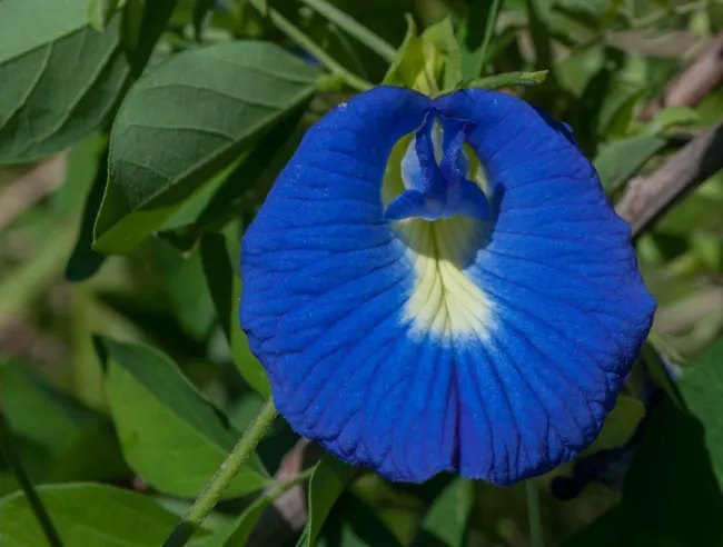 Clitoria Ternatea Blue Flowers Exotic Vine Seeds Fresh Garden - £7.97 GBP