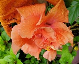 Tropical Double Orange Hibiscus Well Rooted 5 To 7 Inches Live Plant - $20.99