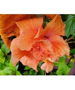Tropical Double Orange Hibiscus Well Rooted 5 To 7 Inches Live Plant - £16.51 GBP