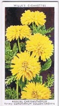 Wills Cigarette Card Garden Flowers #14 Annual Chrysanthemum Golden Crown - $0.98