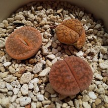 Lithops Bromfieldii Seeds - Rare Succulent 10-Pack, Exotic Living Stones for Hom - £7.61 GBP