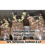 Turtle vine succulent plant in glass planter one per order - €9,50 EUR