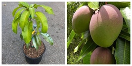 Karen Michelle Mango grafted Plant No Ship to CA and HI - $179.99