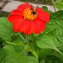 25 Mexican Torch Sunflower Seeds Bees Butterflies Hummingbirds Fresh Seeds Garde - $9.48