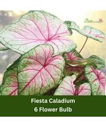 6 Fiesta Caladium Bulbs – White &amp; Red Foliage Plant for Shade Gardens or... - $53.68 CAD