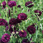 Primary image for Black Ball Bachelor Button 200 Seeds Dark Purple Cornflower Corn Flower Seed