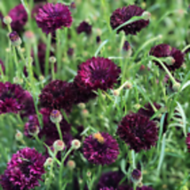 Black Ball Bachelor Button 200 Seeds Dark Purple Cornflower Corn Flower Seed - £9.58 GBP