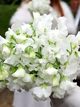 Bellfarm® White Tall Sweet Pea 500 Seeds - £4.28 GBP
