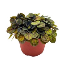 Peperomia Peppermill in a 6 inch Pot - £25.41 GBP