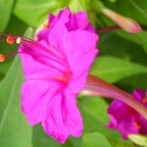 New Fresh USA Seller Mirabilis Jalapa Pink 20 Seeds - £15.08 GBP