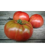 Black Mamba tomato - 5+ Seeds - P 449 - £1.57 GBP