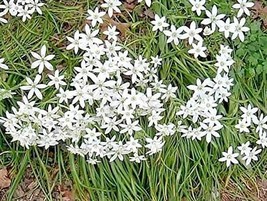 50 Seeds Star of Bethlehem Seeds Non-Hybrid, Open-Pollinated, Suited for Canadia - £4.13 GBP