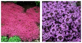 500 Seeds Creeping Thyme Mixed Red &amp; Purple 4&quot; Ground Cover Perennial Garden - £12.78 GBP