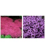 500 Seeds Creeping Thyme Mixed Red &amp; Purple 4&quot; Ground Cover Perennial Ga... - £12.74 GBP