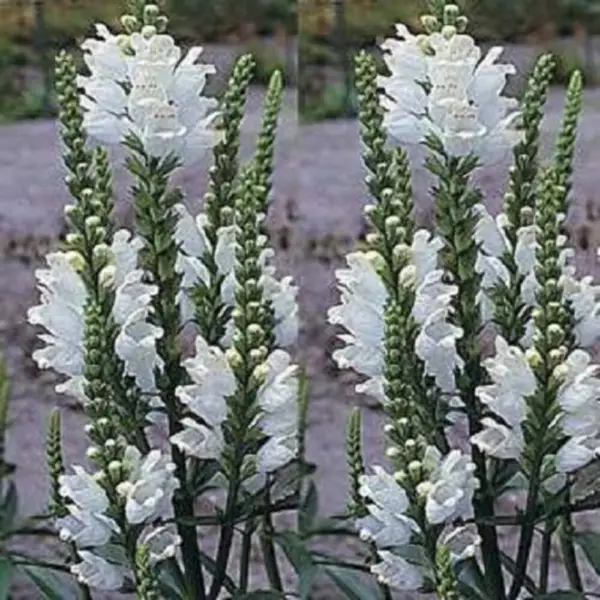 50 White Showy Obedient Plant False Dragon Head Physostegia Angustifolia Fresh S - £14.33 GBP