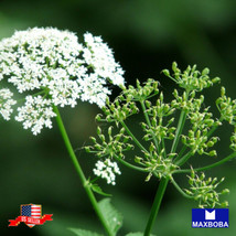 200 Caraway Seeds Gardening Fresh USA SELLER - $15.00