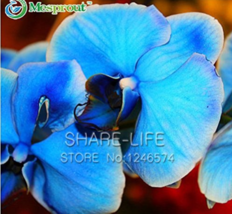 100 Blue Butterfly Orchid Seeds - $7.00