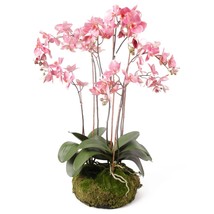 Emerald Artificial Phalaenopsis with Moss Pink 75 cm 417662 - £105.88 GBP