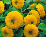 Dwarf Sungold Double Sunflower Seeds 50 Seeds Non-Gmo Fast Shipping - $7.99