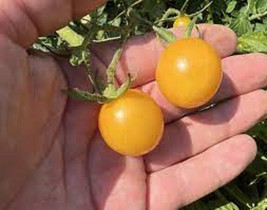 50 Seeds Egg Yolk Tomato Vegetable Fresh Seeds - $6.80