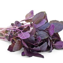 Purple Basil Seeds Organic Herb Seeds Seeds Purple Basil Fresh Garden USA Shippi - $11.86