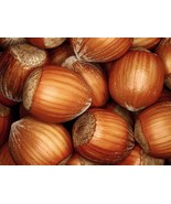 SDC European Hazelnut Filbert Corylus Avellana Tree Seeds Showy Edible E... - €13,02 EUR