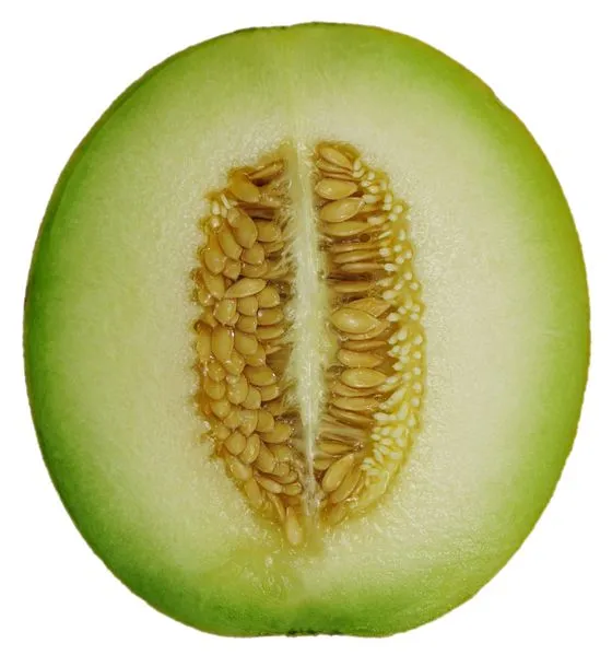 75 Green Flesh Rocky Ford Cantaloupe Muskmelon Cucumis Melo Melon Fruit Fresh Se - £13.25 GBP