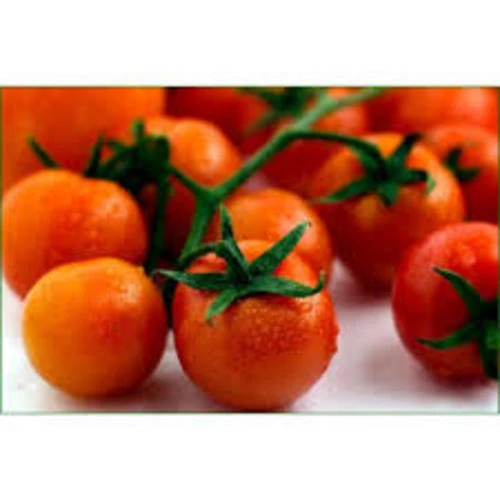 Perfect for Borders Tomato Large Cherry Basket Pack Garden Heirloom Vege... - $165.38 MXN