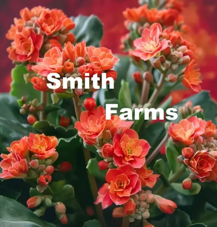 25 Seeds Flaming Katy Flower Kalanchoe Blossfeldiana Fresh USA Fast Shipping - £13.09 GBP