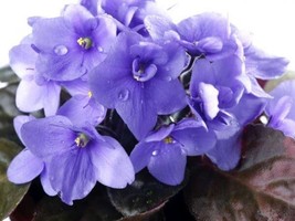 50 African Violet Flowers Seeds Bw9081-3 Gardening USA SELLER - £9.17 GBP