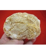 (k-380) 245 g Rare Kauri tree Gum copal young Amber New Zealand Tane Mahuta - $205.79