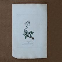 Edwards Botanical Print Engraving 1800s Plate 27 Valeriana Celtica 02698 - £15.81 GBP